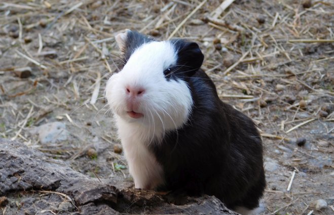 Gerne unterschätzt: Wirtschafts-Faktor Meerschweinchen Gerne unterschätzt: Wirtschafts-Faktor Meerschweinchen