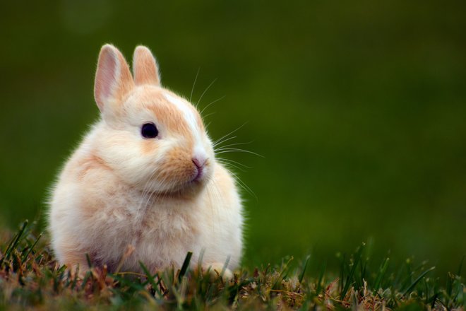 Testkaninchen für Microsoft: Sie und ich Testkaninchen für Microsoft: Sie und ich