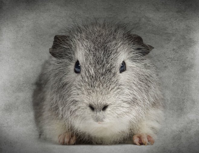 You and I: guinea pigs for Microsoft You and I: guinea pigs for Microsoft
