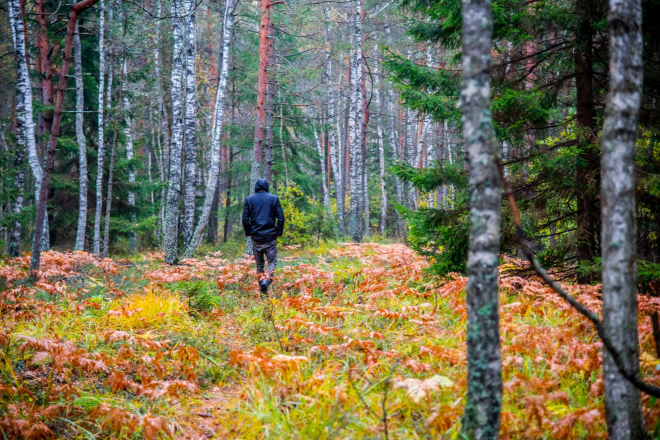 Einfach mal durch den Wald spazieren Einfach mal durch den Wald spazieren
