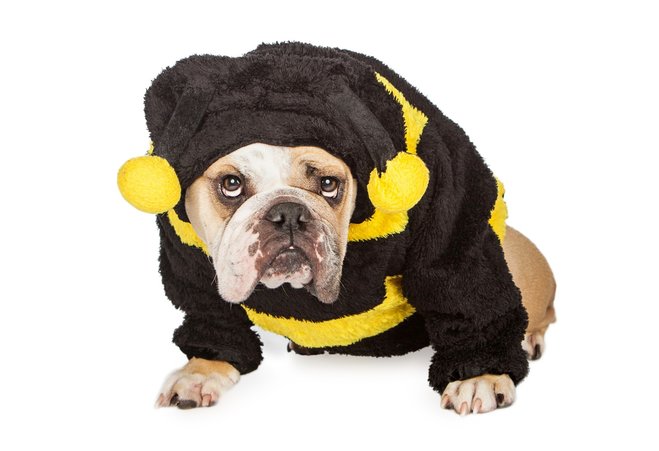 Ashampoo bumblebee squad Ashampoo bumblebee squad