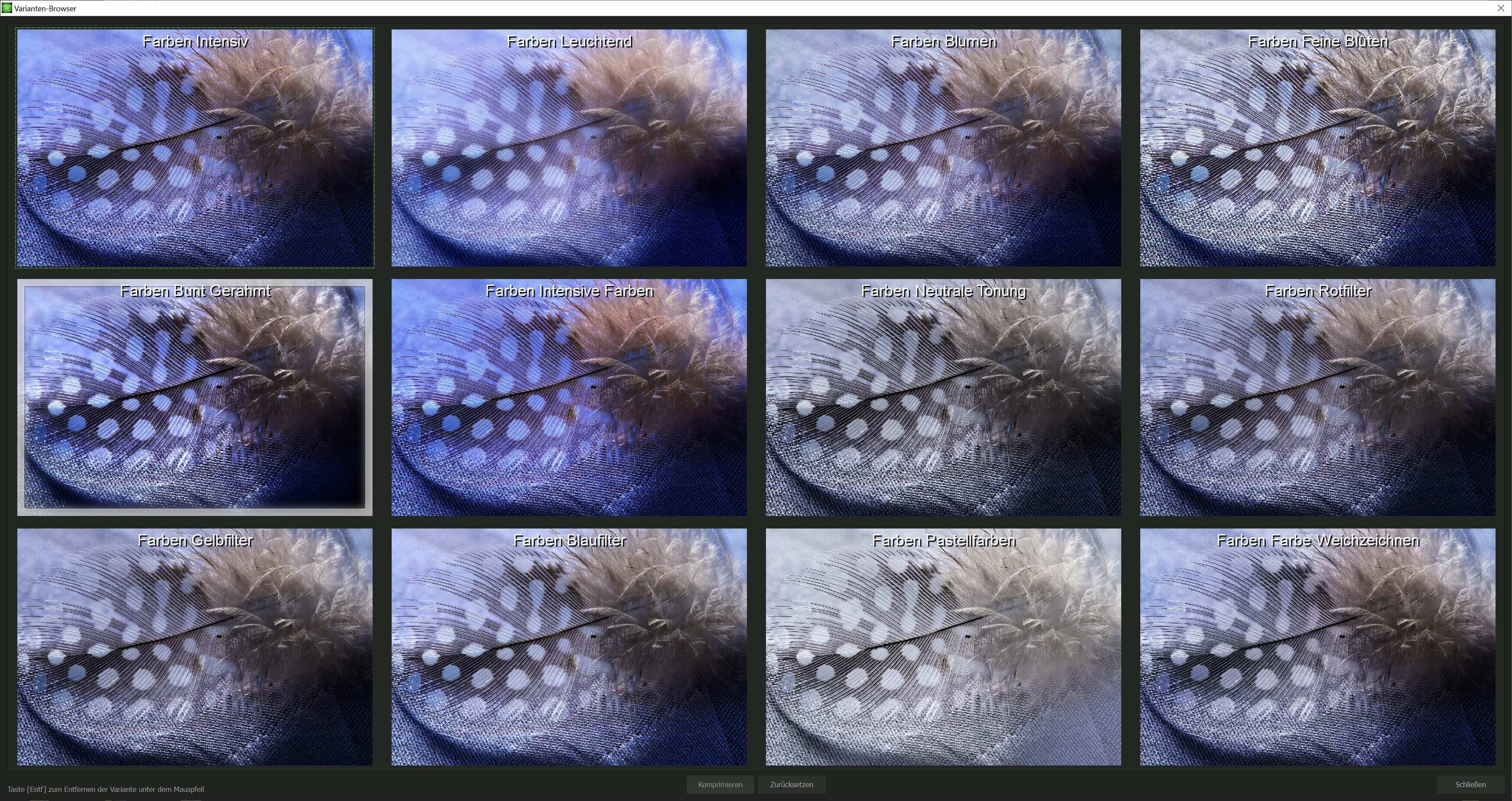 FOCUS #6 professional - Varianten