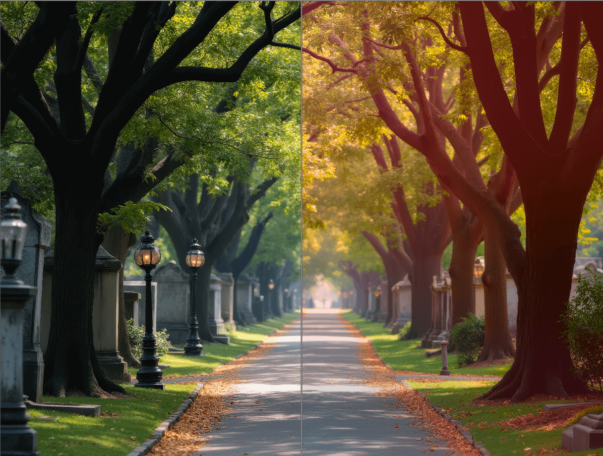 Comparison View