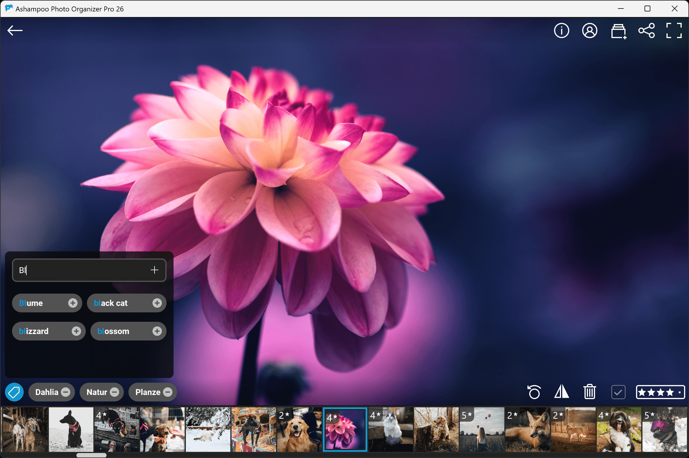 Ashampoo Photo Organizer Pro 26 - Schlüsselwörter