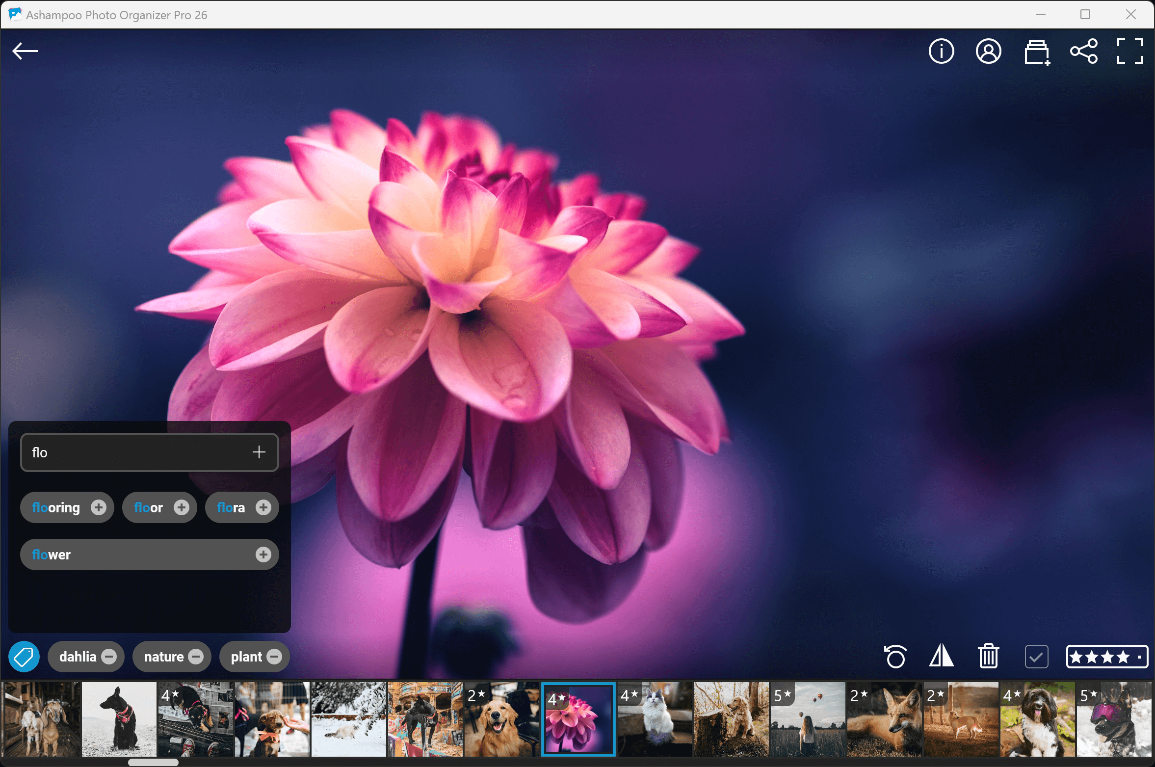Ashampoo® Photo Organizer Pro 26 - Keyword