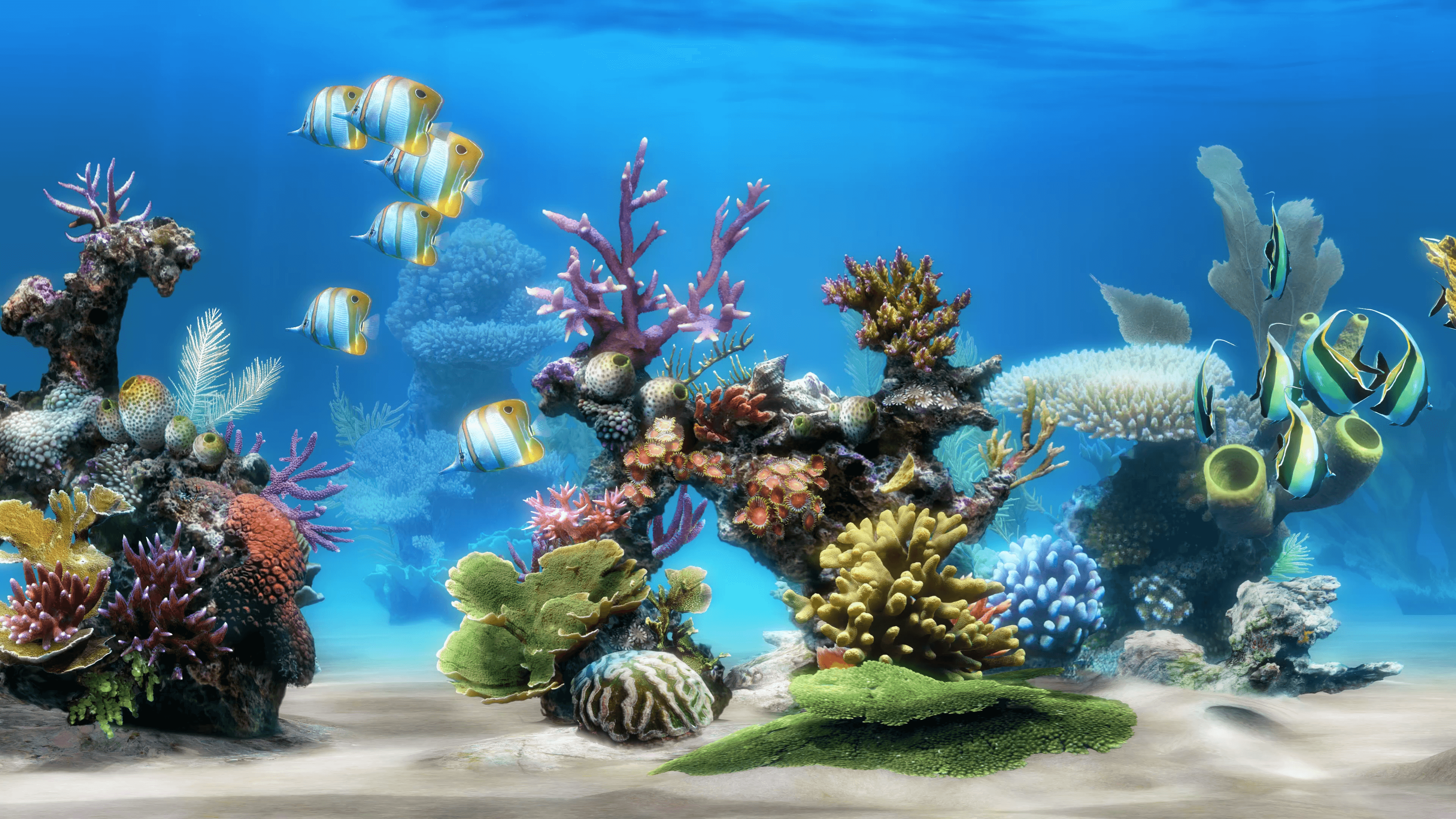 Live Aquarium 4K - Wide reef 2