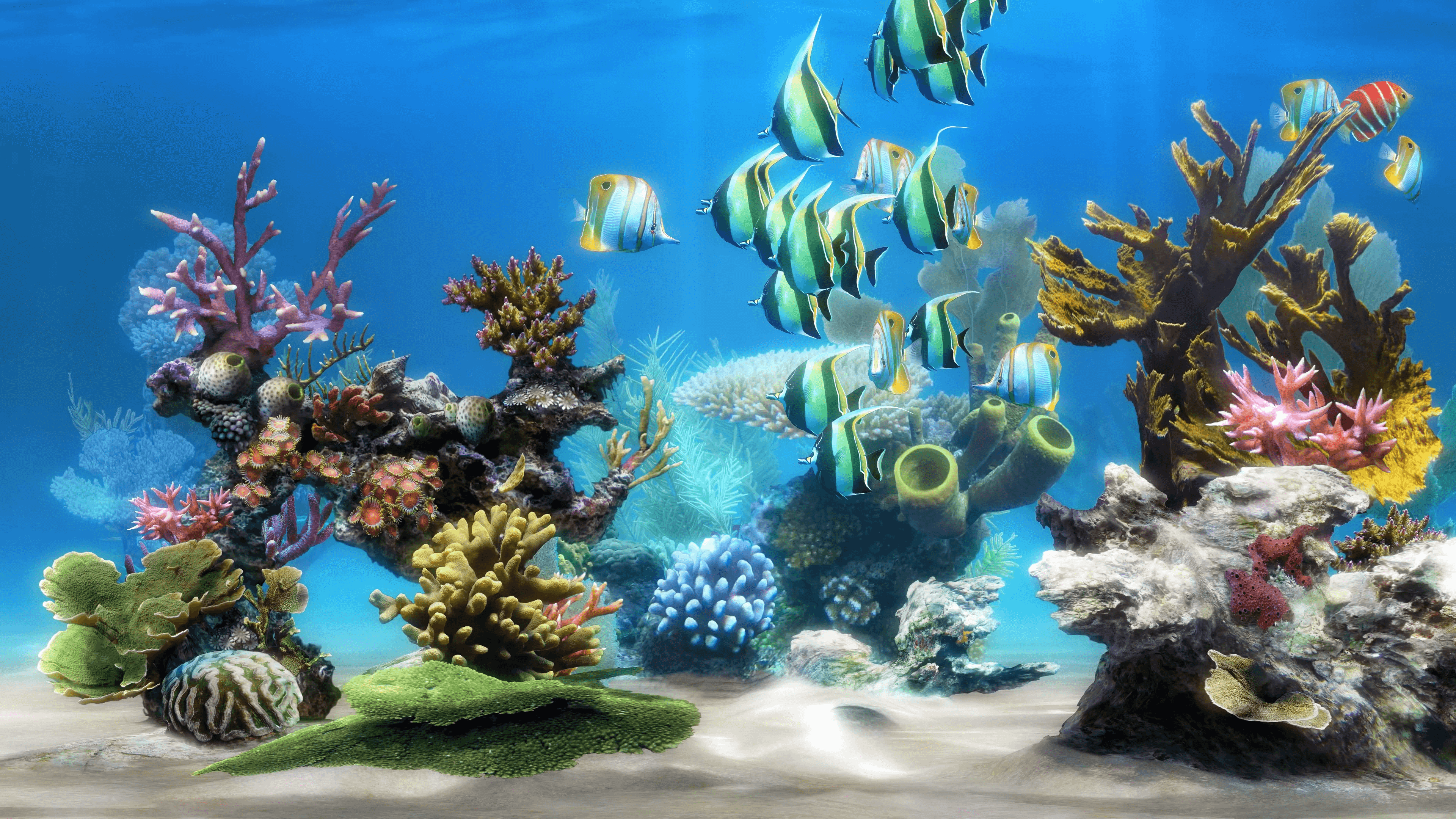 Live Aquarium 4K - Wide reef