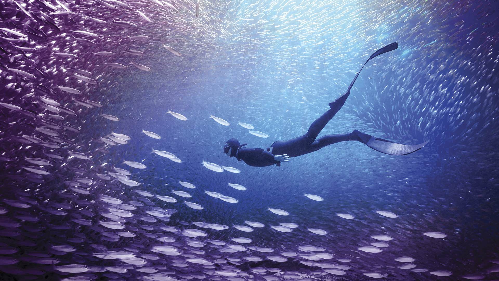 Adobe Photoshop & Premiere Elements 2026 - 7