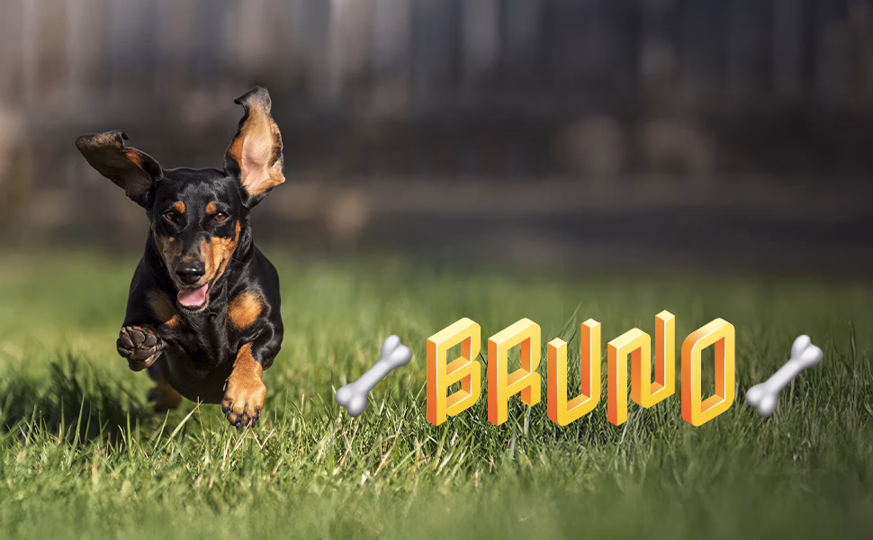 Adobe Photoshop & Premiere Elements 2026 - 16