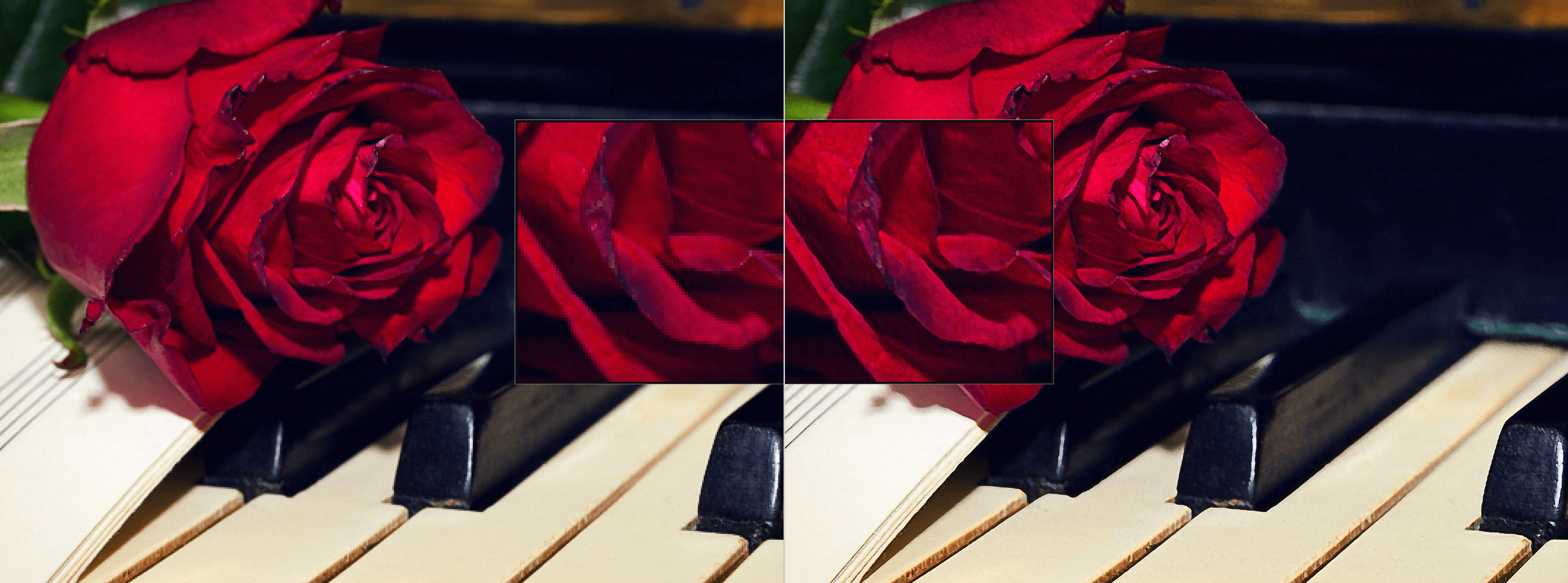 ZOOM #2 - Example roses 