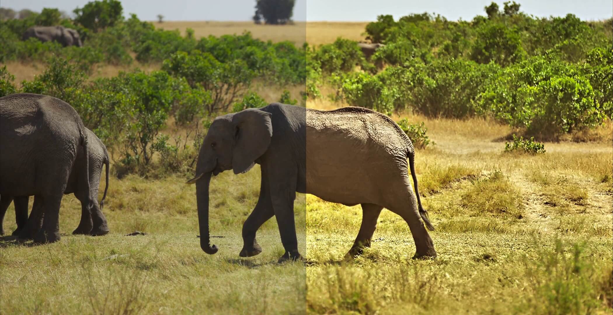 COLOR Video #1 professional  - Elefant 