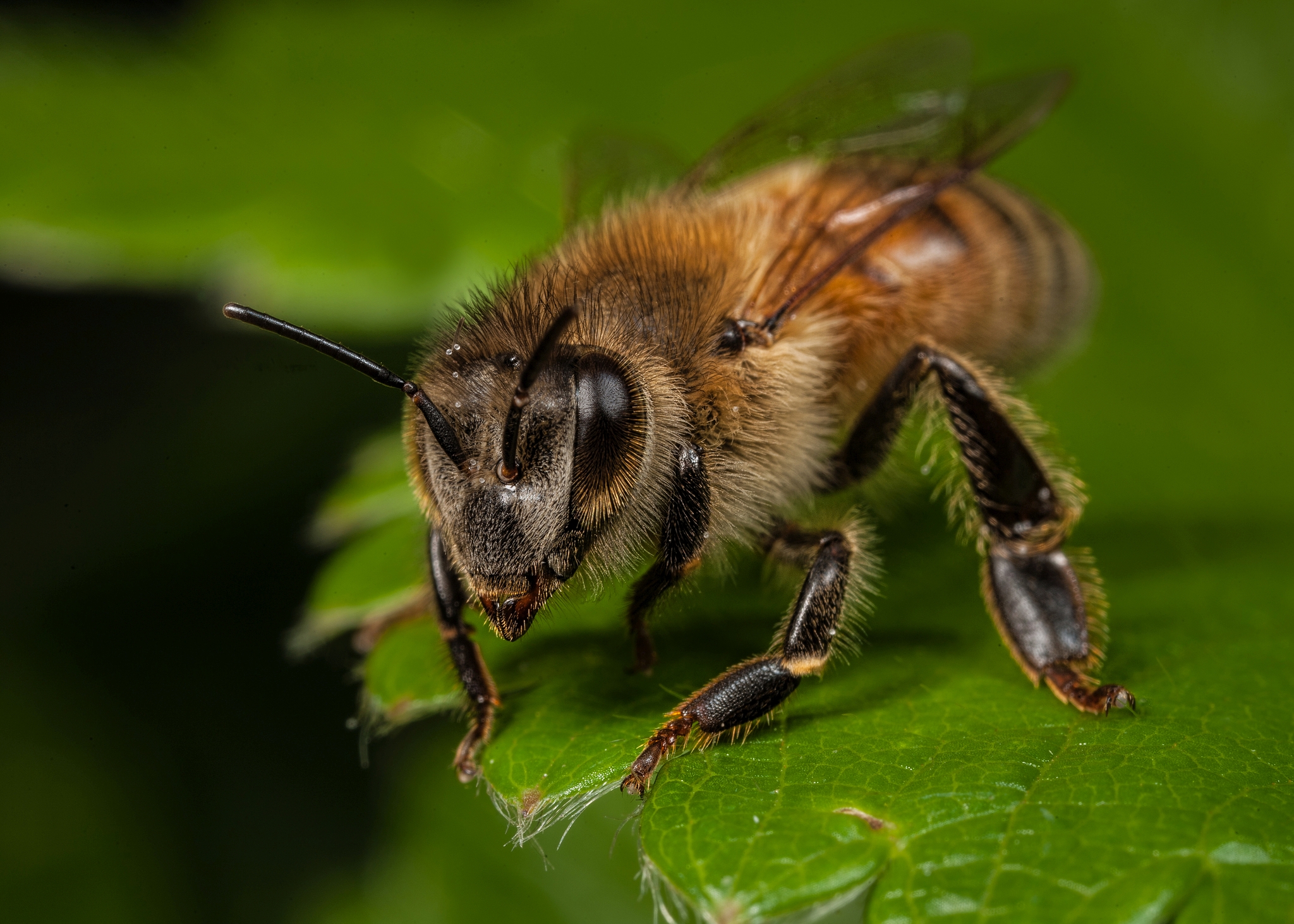Eine sehr fleißige Biene